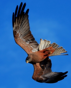 Falcão