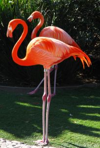 Flamingo