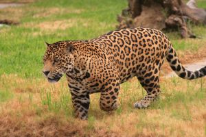 Leopardo