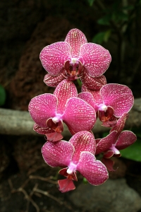 Orquídea