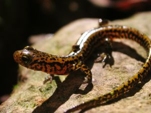 Salamandra